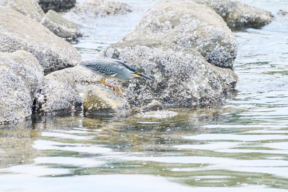 ササゴイの写真。