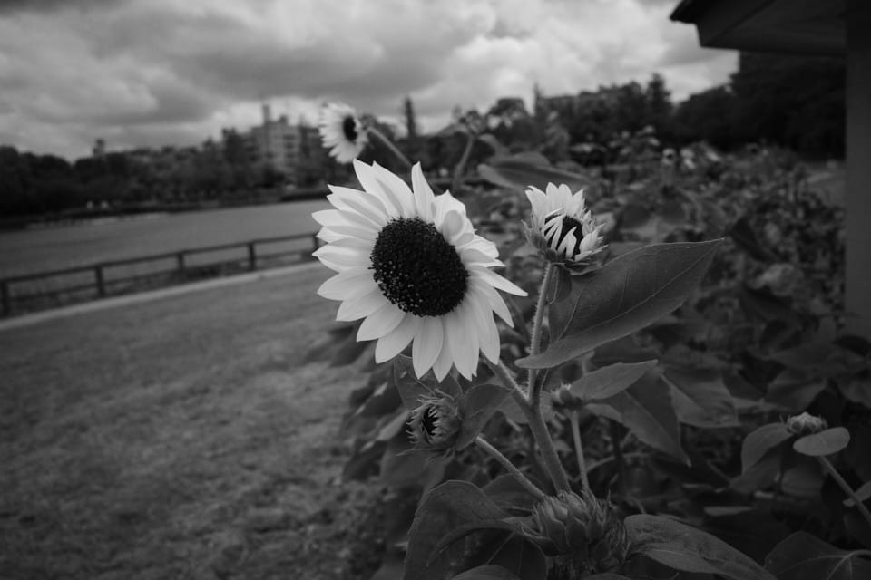 GR3で撮影したモノクロ写真。