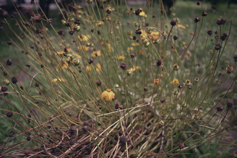 コシナ フォクトレンダー COLOR-SKOPAR 28mm F2.8 Aspherical SL IIsで撮影した写真。