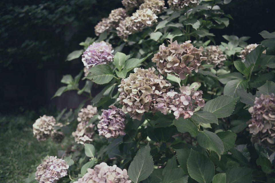 COLOR-SKOPAR 28mm F2.8 Aspherical SL IIsで撮影したアジサイの画像。