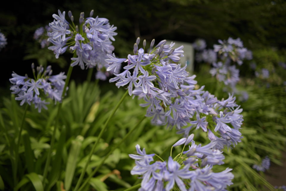 COLOR-SKOPAR 28mm F2.8 Aspherical SL IIsで撮影した写真。