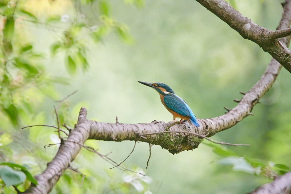 レフレックスレンズで野鳥撮影、初夏の石神井公園でバードウオッチング