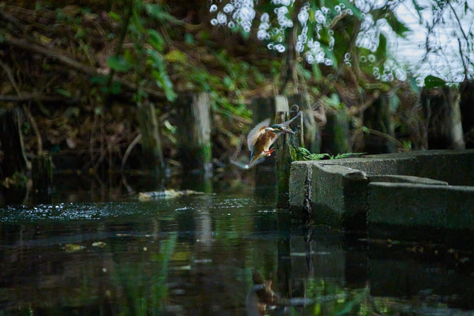 レフレックスレンズで野鳥撮影、初夏の石神井公園でバードウオッチング