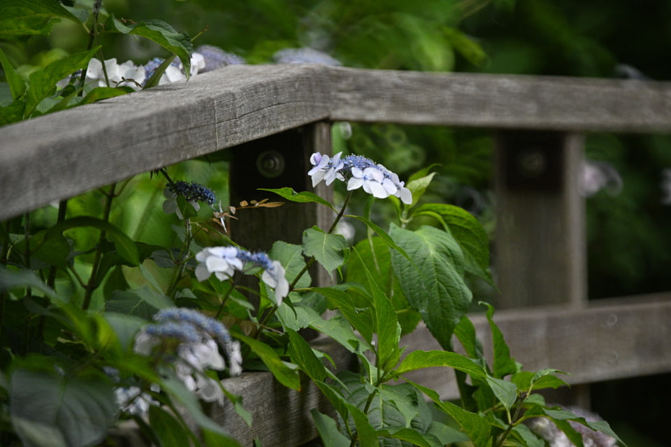 TAMRON SP 500mm F/8（55B）で撮影した写真。