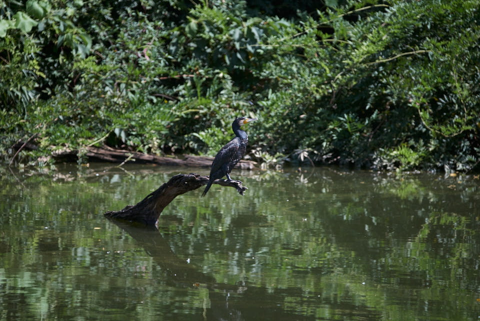 TAMRON SP 500mm F/8（55B）で撮影した写真。