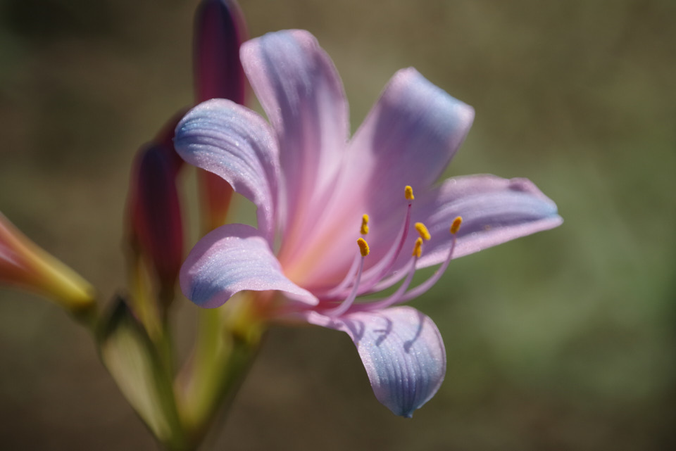 TAMRON SP 500mm F/8（55B）で撮影した写真。