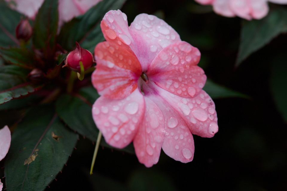 AI Micro-Nikkor 105mm f/2.8Sで撮影。