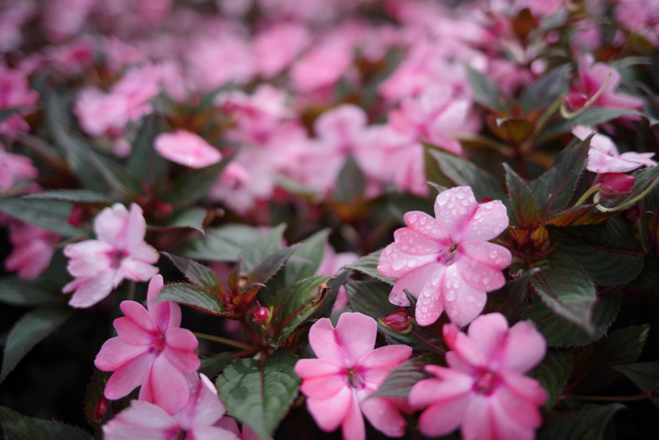 HD PENTAX-FA 31mmF1.8 Limitedで撮影した写真。