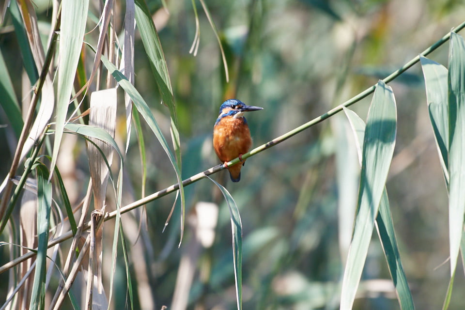 東京港野鳥公園のカワセミの写真。