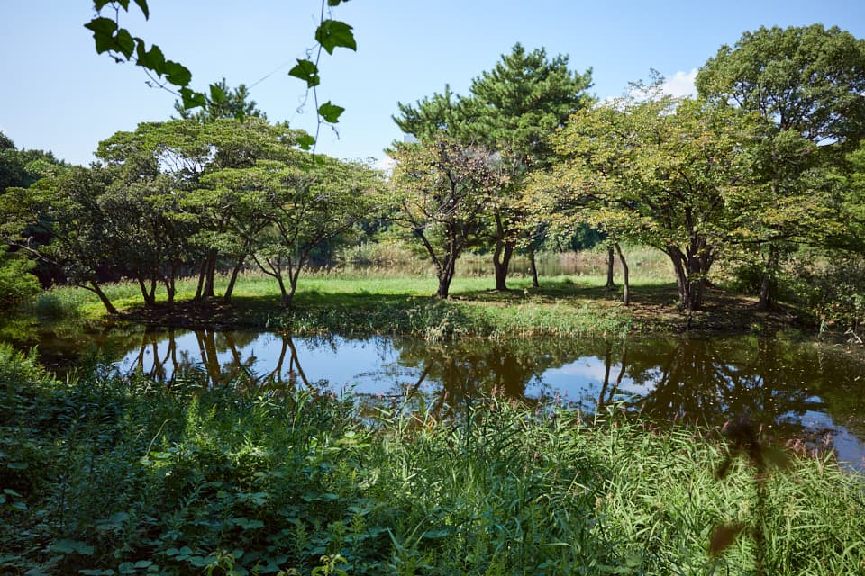 3号観察小屋から見える西淡水池。