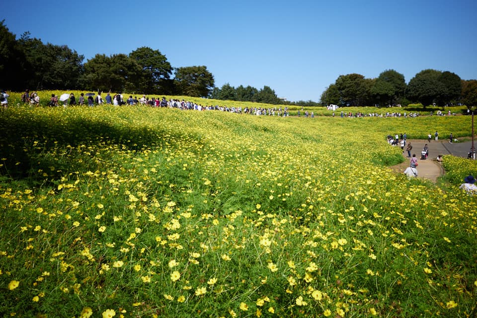 昭和記念公園のキバナコスモスの写真。