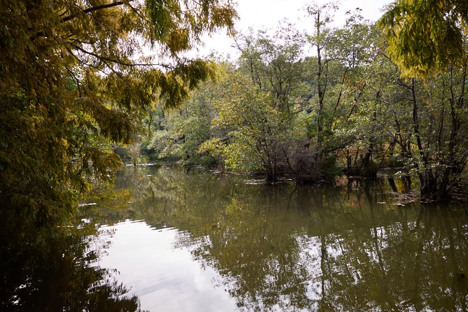 石神井公園の写真。