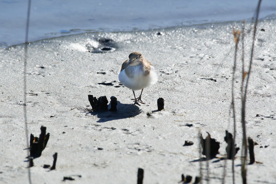 AF-S NIKKOR 200-500mm f/5.6E ED VRで撮影した野鳥の写真。