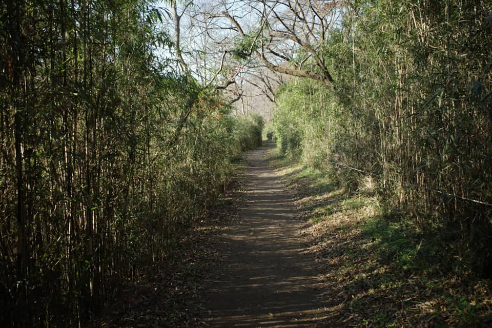 北本自然観察公園のセラピーロード。