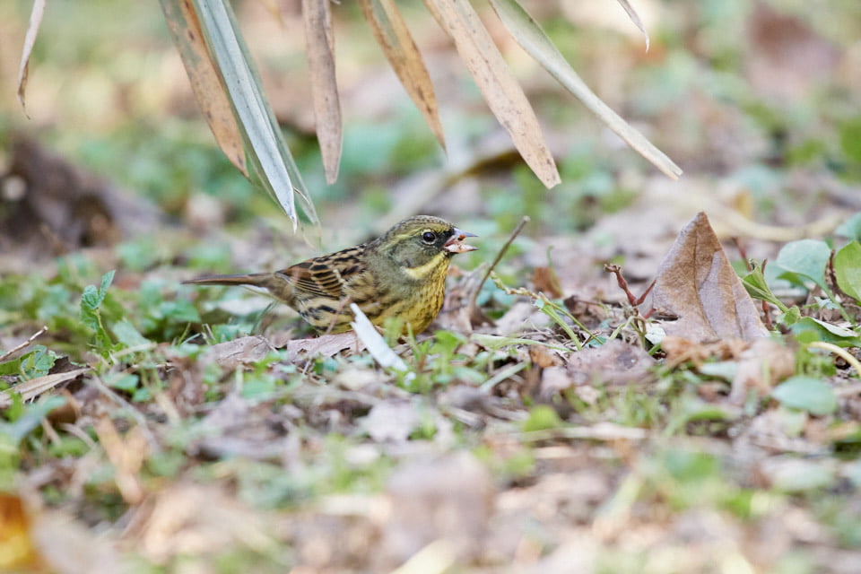 北本自然観察公園のアオジ。