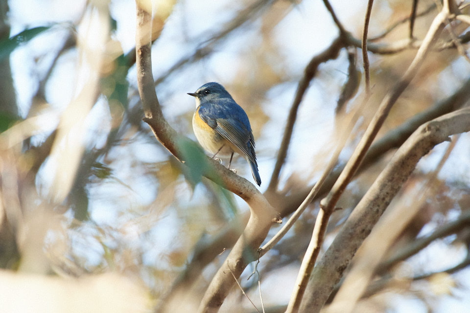 北本自然観察公園のルリビタキ。