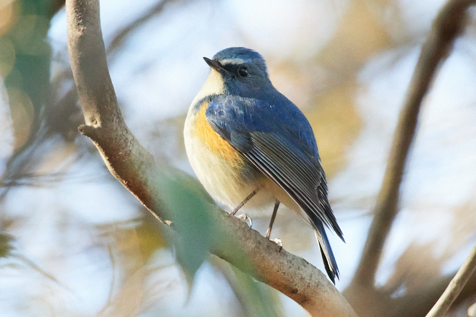 北本自然観察公園のルリビタキ。