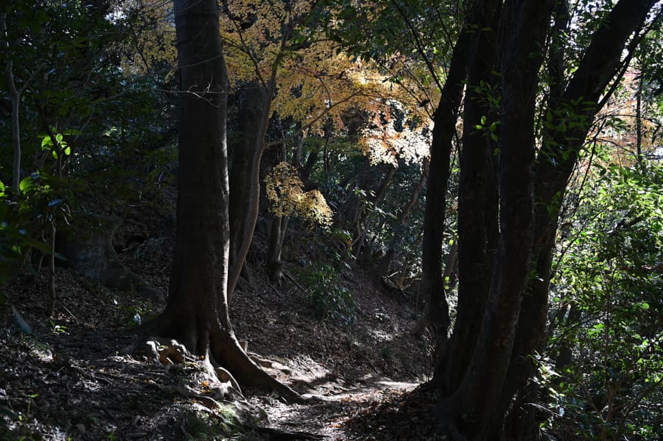 NIKKOR Z 40mm f/2で撮影した写真。