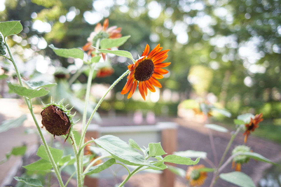 HD PENTAX-FA 31mmF1.8 Limitedで撮影した花の写真。