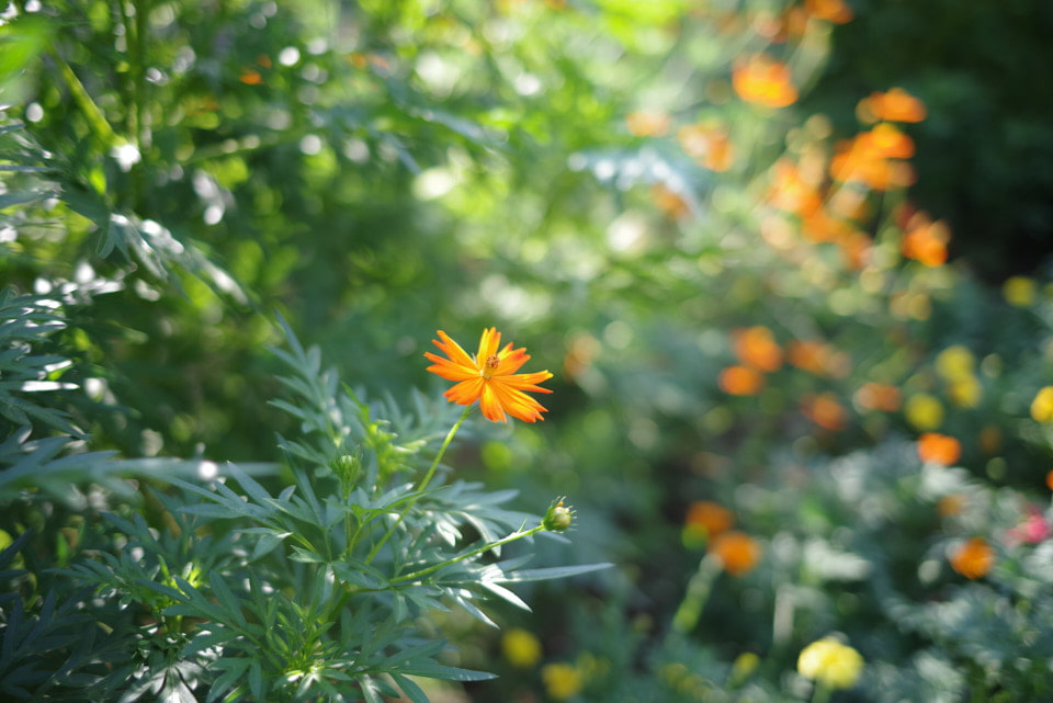 HD PENTAX-FA 31mmF1.8 Limitedで撮影した花の写真。
