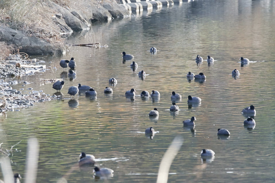 多摩川丸子橋より上流にいるオオバンの群れの写真。