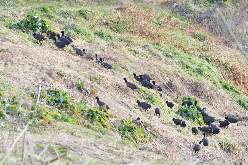 多摩川の土手を登るオオバンの群れの写真。