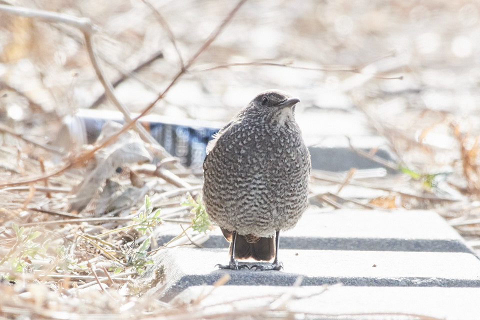 多摩川の丸子橋の下で見たイソヒヨドリのメスの写真。