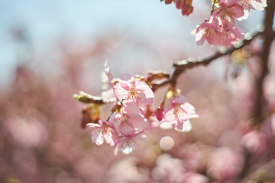 Super-Takumar 55mm F1.8で撮影した桜の写真。