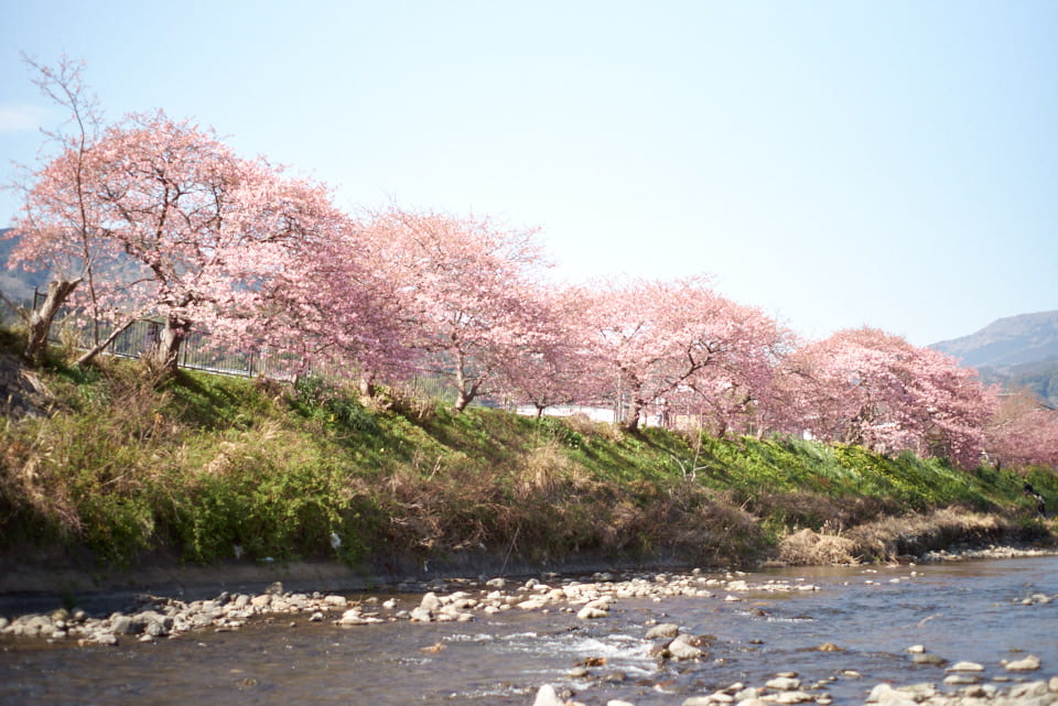 河津桜の写真。