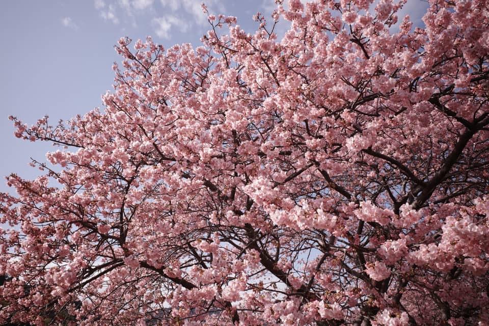 GR3のネガフィルム調で撮影した河津桜の写真。