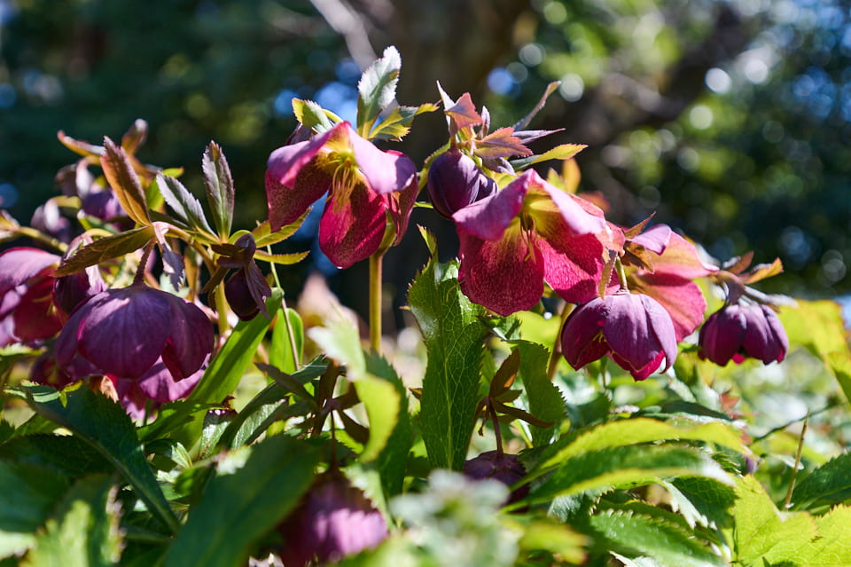 NIKKOR Z 14-30mm f/4 Sで撮影した花の写真。