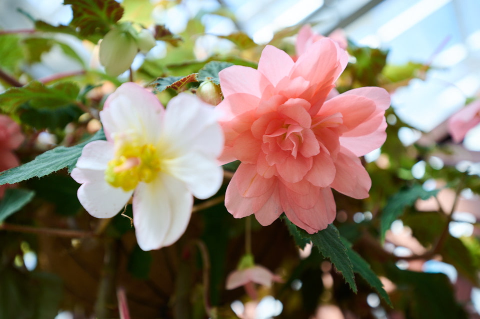 NIKKOR Z 14-30mm f/4 Sで撮影した花の写真。