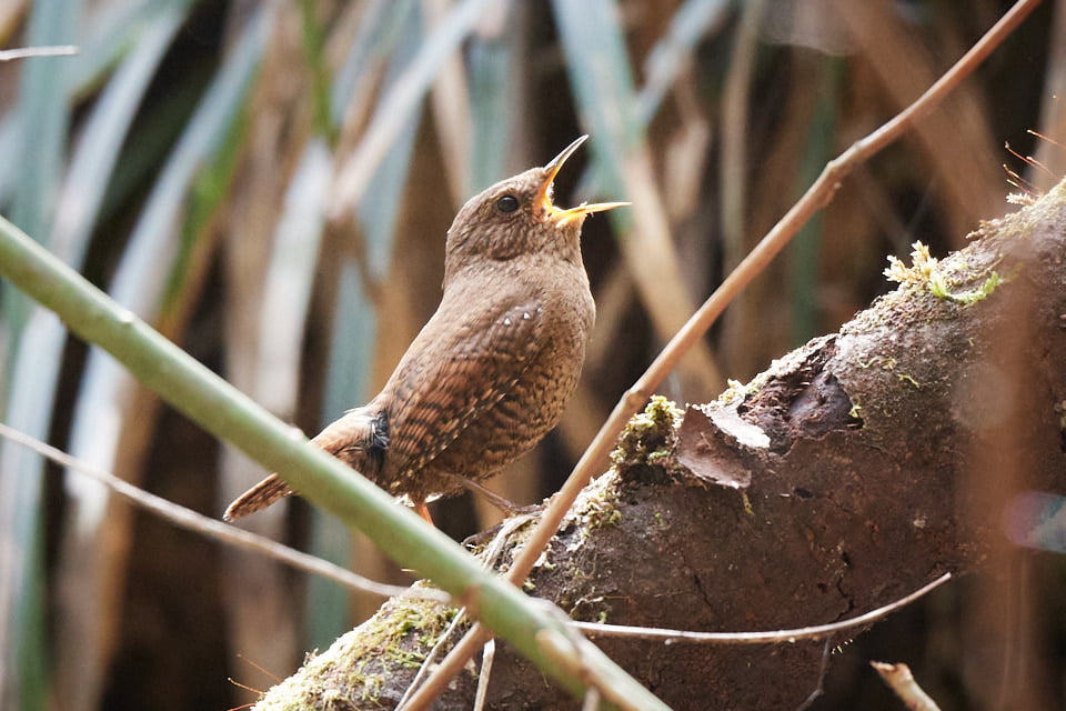 払沢の滝で野鳥撮影ミソサザイ