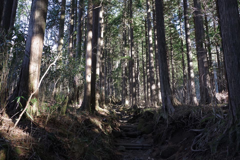 金時山、公時神社から登山道へ入りすぐの様子。