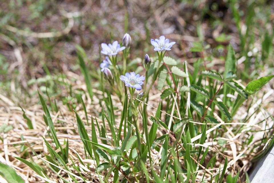 タテヤマリンドウ。