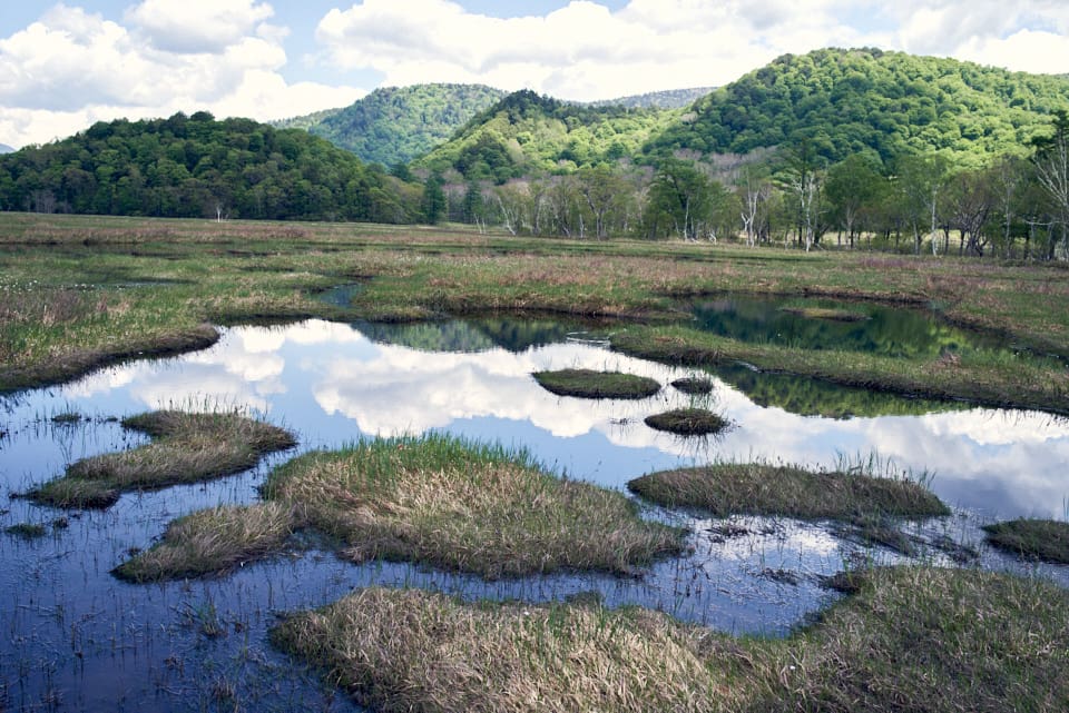 尾瀬の池塘。