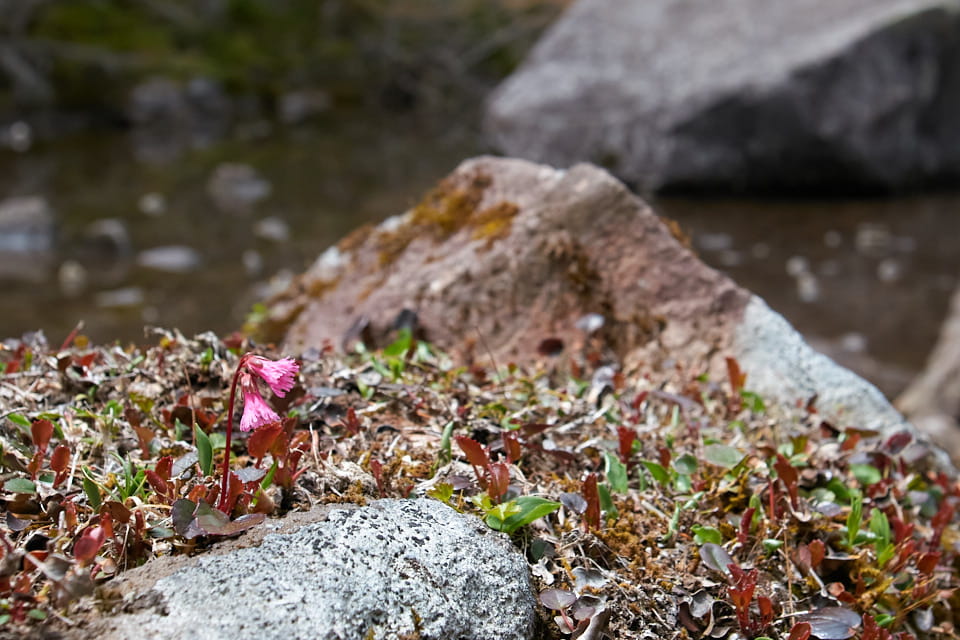 七ツ池に咲くコイワカガミ