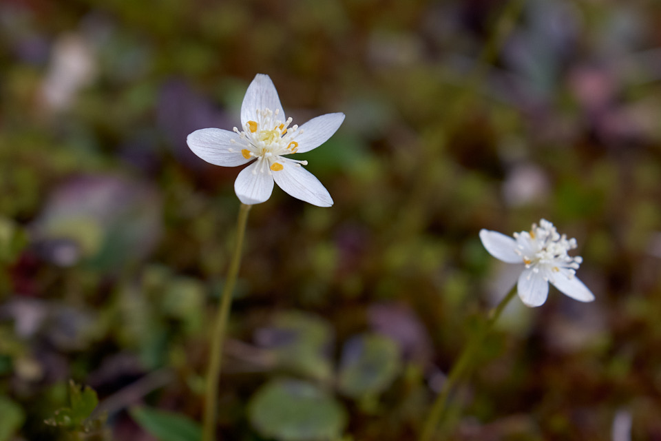 ミツバオウレンの花