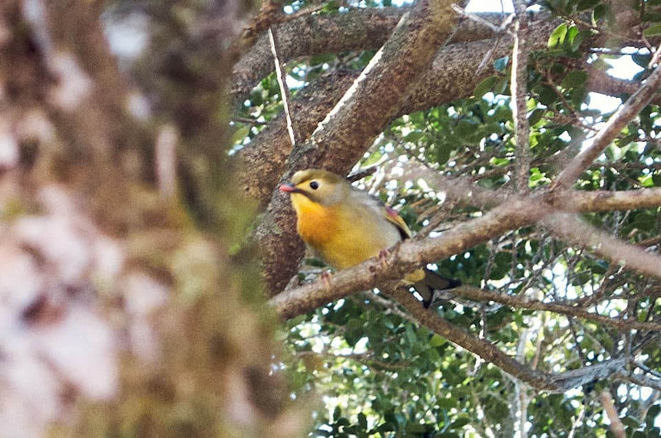 登山道で見たソウシチョウ。