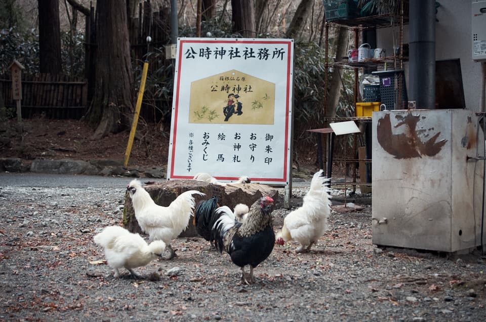 金時神社の鶏(烏骨鶏)。