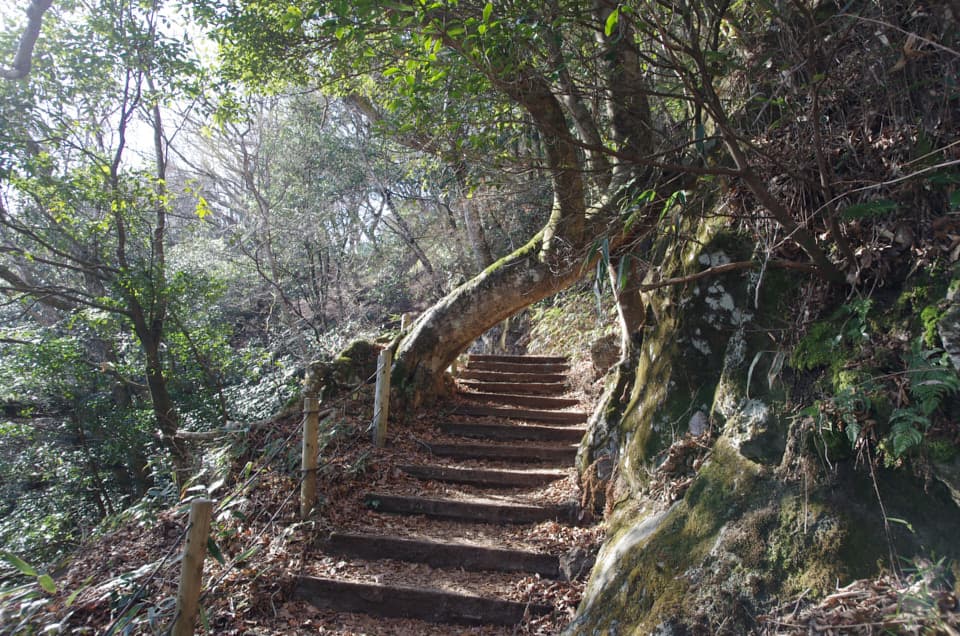 自然研究路の覆い被さる木。