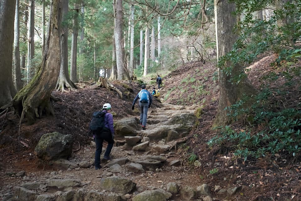 大山本坂の登山道。