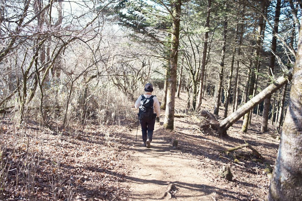 気持ちの良い樹林帯歩き。