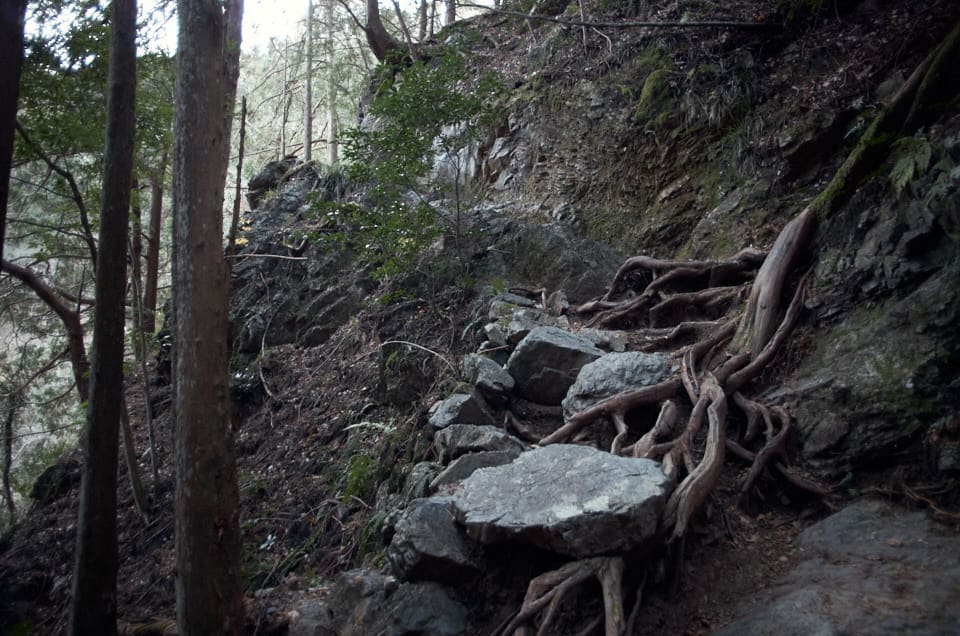 木の根や岩が張り出しているところもあります。