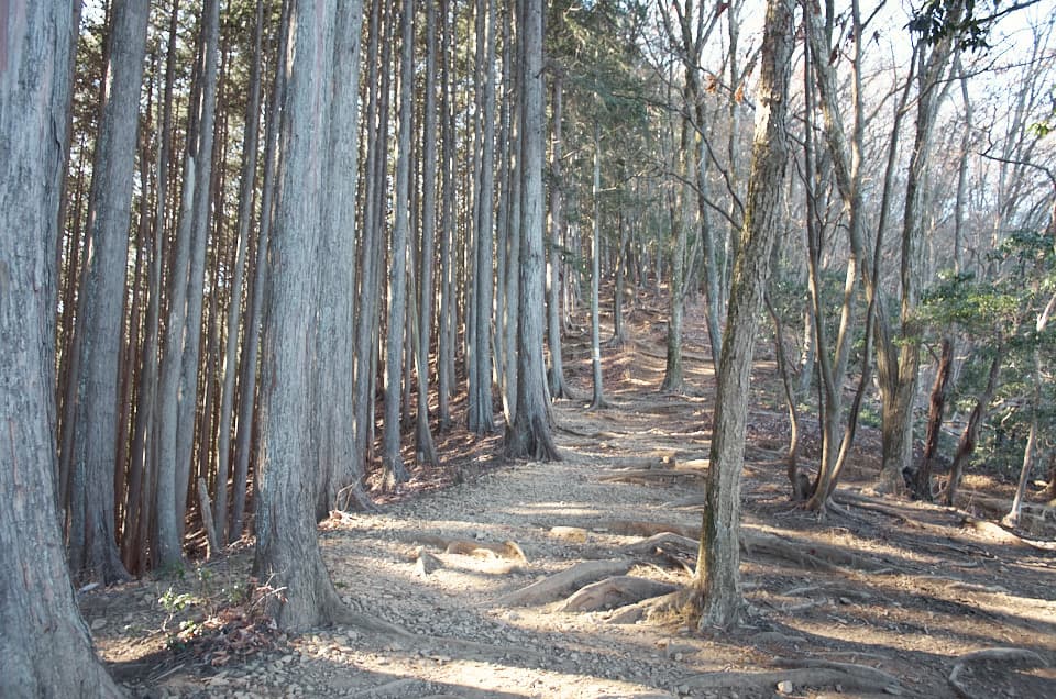 平になった登山道。
