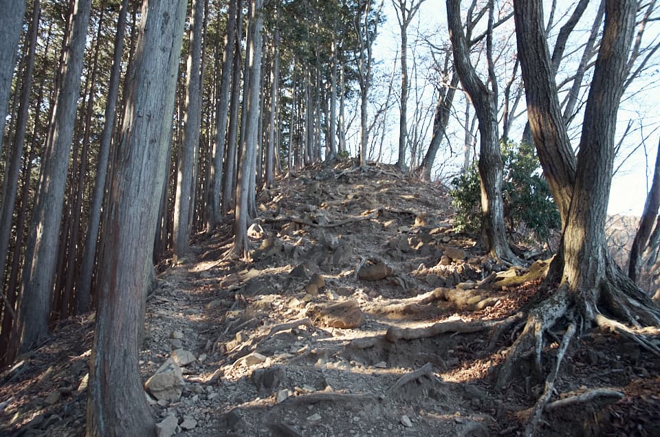 木の根が張り出している登山道。