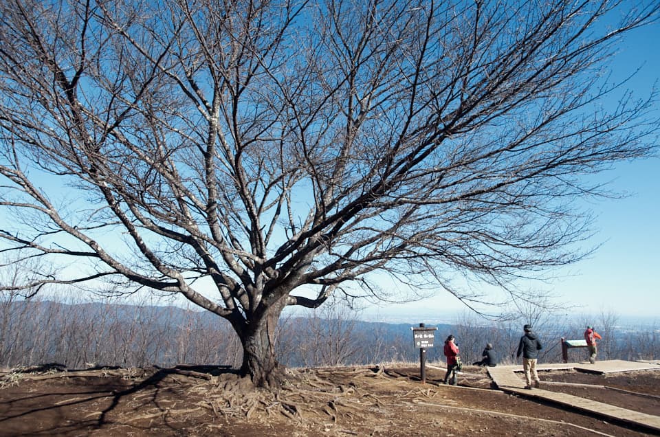 棒ノ嶺（棒ノ折山）の山頂にある桜の木