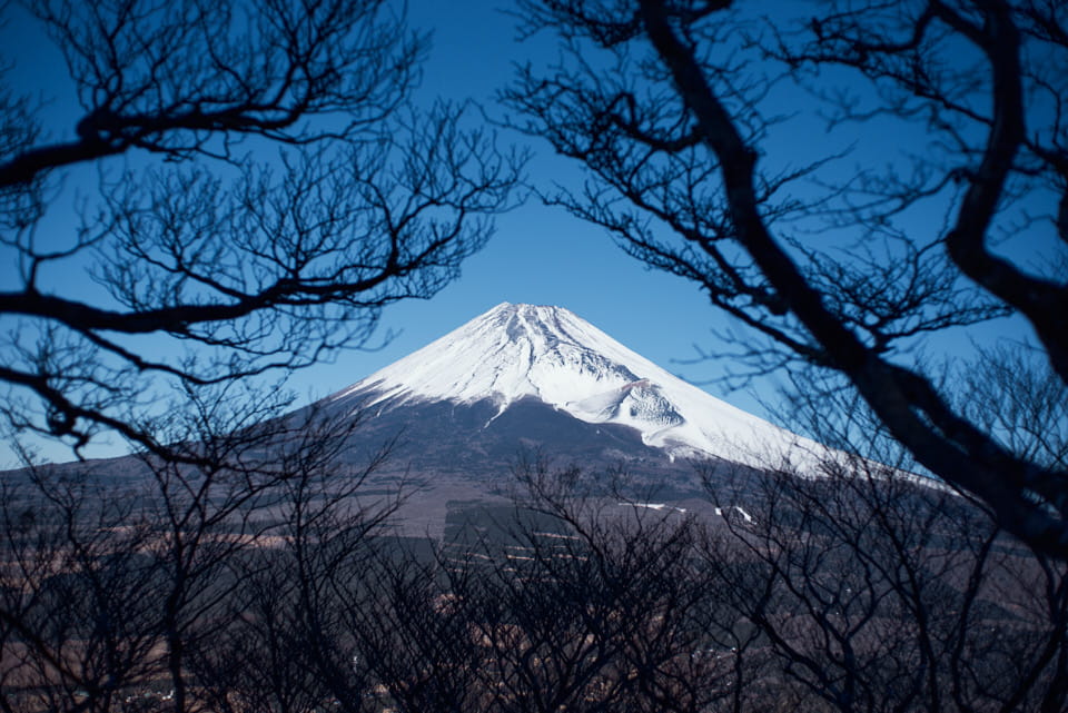 木々の枝の隙間から見える富士山。