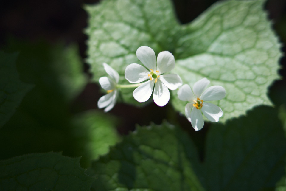 日光白根山で見たサンカヨウの花