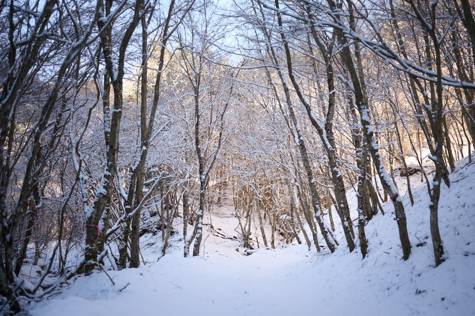 菰釣山登山道
